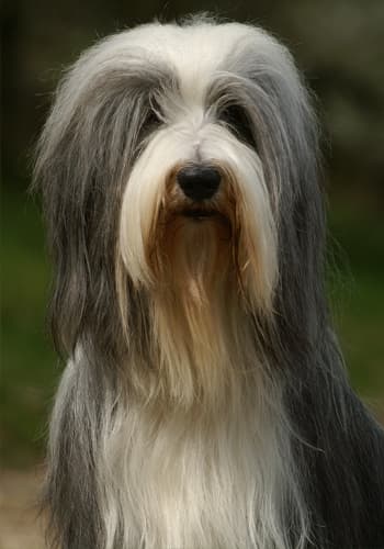 Bearded Collie