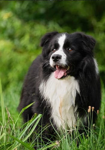 Border Collie