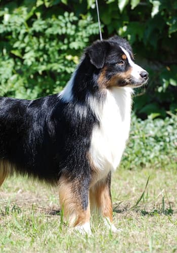 Mini American Shepherd