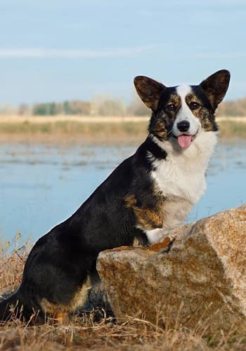 Welsh Corgi Cardigan