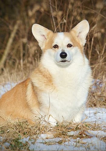 Welsh Corgi Pembroke